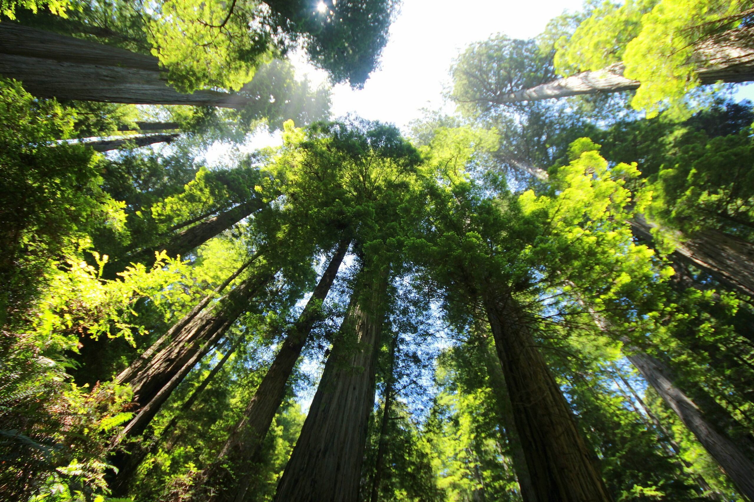 What Redwoods Teach us about Community